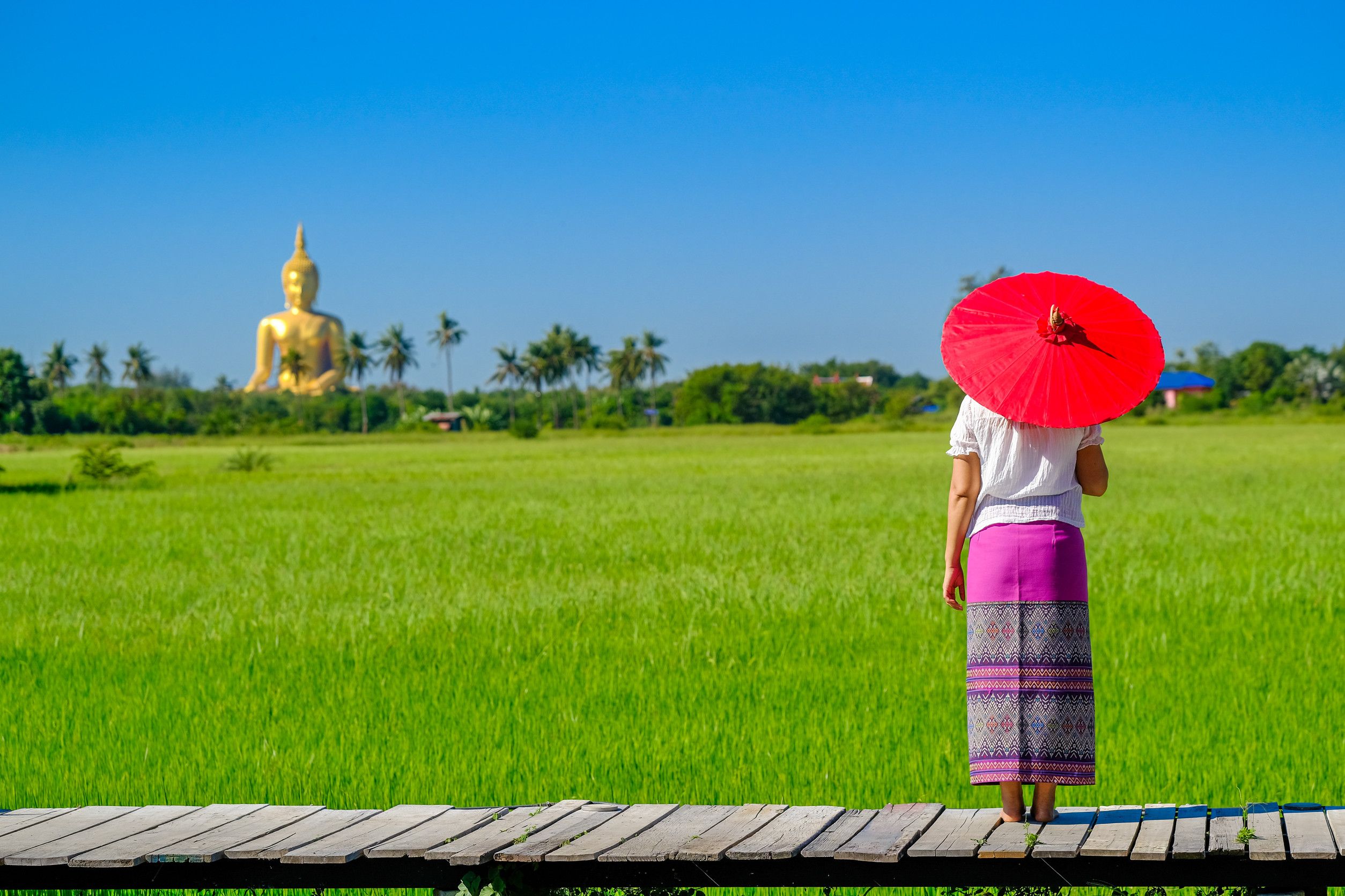 An Asian woman holding a red umbrella walking on a wooden bridge in the rice field with a large