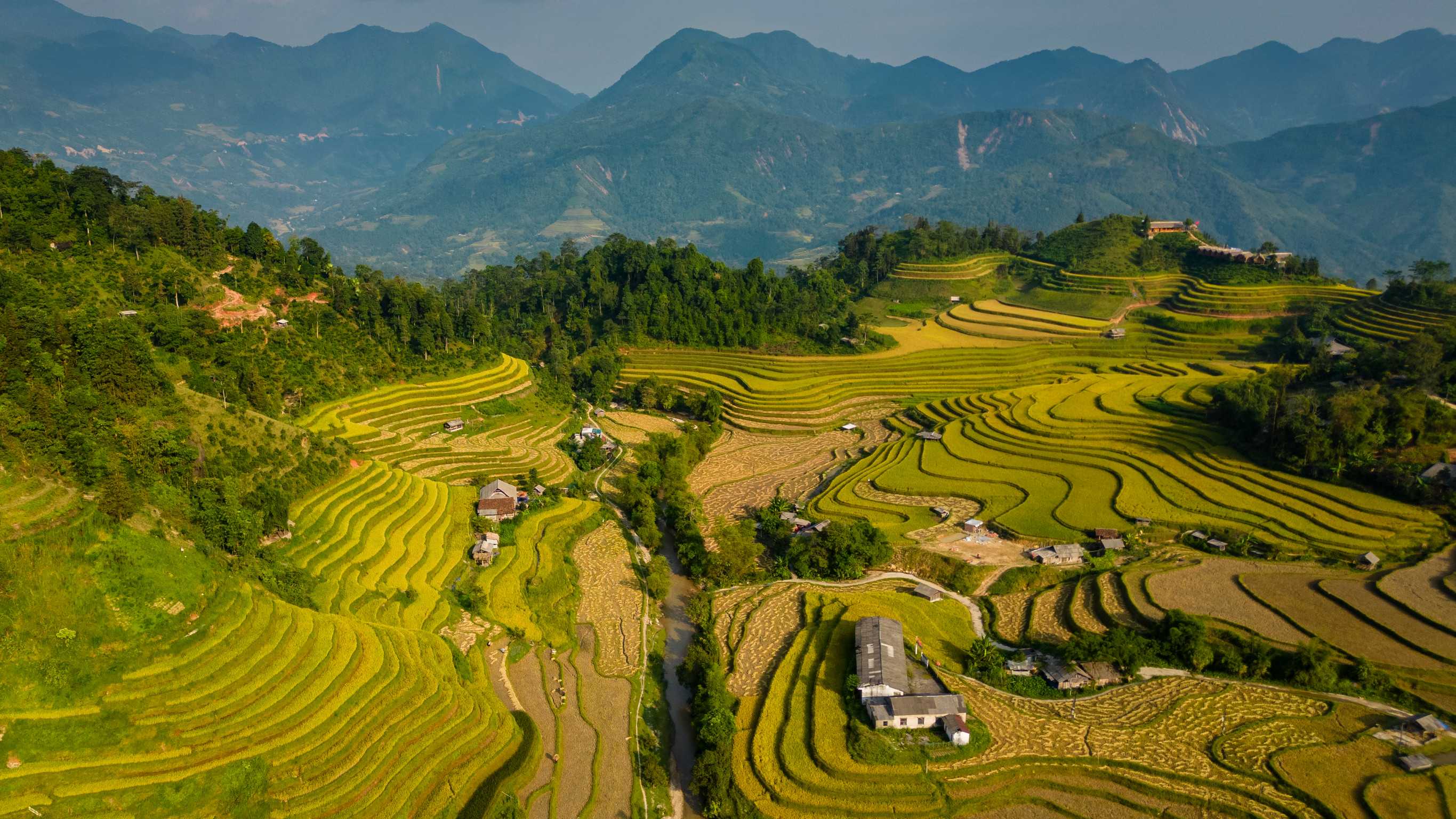 Giang Province Vietnam Rice Fields Ready To Be Harvested
