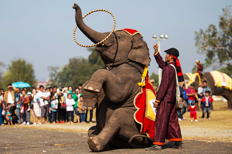 Dancing Elephant Festival